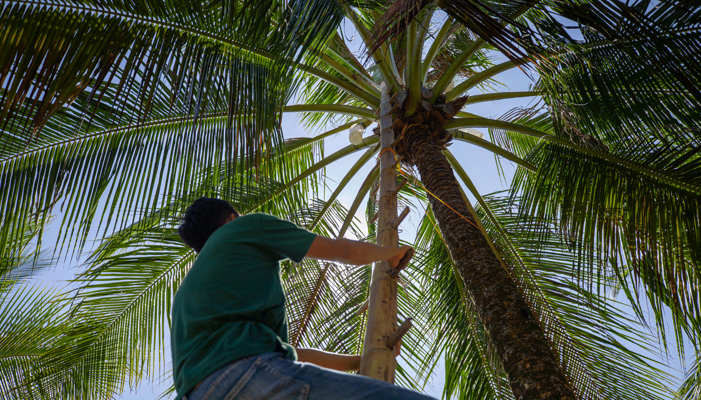 acf_coconut_plantation_1.png