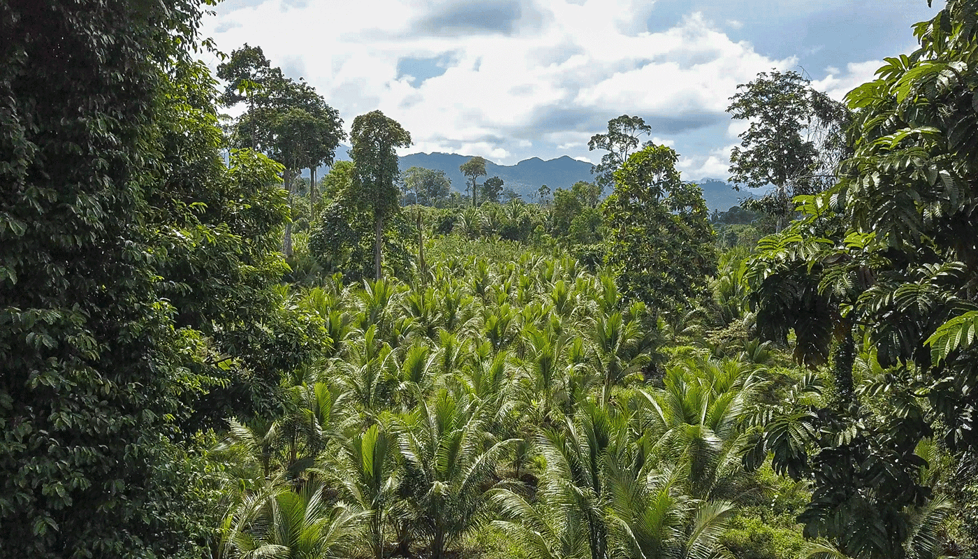 acf_coconut_plantation_6.png
